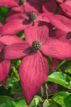 Scarlet Fire Dogwood - Cornus Kousa - 5 Gallon Pot -Stylish Garden Plant Store Dogwood Scarlet Fire 13