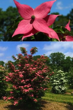 Scarlet Fire Dogwood - Cornus Kousa - 5 Gallon Pot -Stylish Garden Plant Store Dogwood Scarlet Fire 4