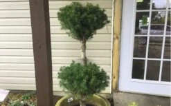 Poodle Tier Dwarf Alberta Spruce Topiary - 2 Gallon Pot 9 Poodle Tier Dwarf Alberta Spruce Topiary - 2 Gallon Pot -Stylish Garden Plant Store Dwarf Alberta Spruce Poodle Tier 2