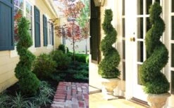 Spiral Dwarf Alberta Spruce Topiary - 3 Gallon Pot 9 Spiral Dwarf Alberta Spruce Topiary - 3 Gallon Pot -Stylish Garden Plant Store Dwarf Alberta Spruce Spiral 2