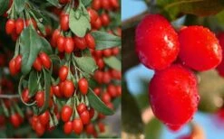 Goji Berry Plant - Lycium Barbarum - 1 Gallon Pot -Stylish Garden Plant Store Dynamite Goji Berry