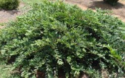 Vintage Jade Evergreen Witch Hazel (Distylium) - 3 Gallon Pot -Stylish Garden Plant Store Dystilium Vintage Jade