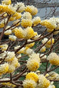 Edgeworthia Chrysantha - Paper Bush - 5 Gallon Pot 20 Edgeworthia Chrysantha - Paper Bush - 5 Gallon Pot -Stylish Garden Plant Store Edgeworthia 4 500x700 1