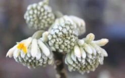 Edgeworthia Chrysantha - Paper Bush - 5 Gallon Pot 24 Edgeworthia Chrysantha - Paper Bush - 5 Gallon Pot -Stylish Garden Plant Store Edgeworthia Flower Buds