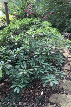 Edgeworthia Chrysantha - Paper Bush - 5 Gallon Pot 22 Edgeworthia Chrysantha - Paper Bush - 5 Gallon Pot -Stylish Garden Plant Store Edgeworthia Shrub 500x700 1
