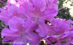 Autumn Lilac Encore Azalea - 2 Gallon Pot -Stylish Garden Plant Store Encore Azalea Autumn Lilac 7