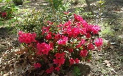 Autumn Ruby Encore Azalea - 6 Pack Of 1 Gallon Pots -Stylish Garden Plant Store Encore Azalea Autumn Ruby 5