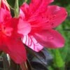 Autumn Ruby Encore Azalea - 6 Pack Of 1 Gallon Pots 1 Autumn Ruby Encore Azalea - 6 Pack Of 1 Gallon Pots -Stylish Garden Plant Store Encore Azalea Autumn Ruby 500x750 1
