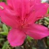 Autumn Carnival Encore Azalea - 1 Gallon Pot