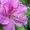 Autumn Lilac Encore Azalea - 2 Gallon Pot 2 Autumn Lilac Encore Azalea - 2 Gallon Pot -Stylish Garden Plant Store Encore Azalea Lilac 2 500x750 1