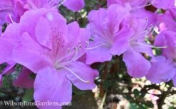 Autumn Lilac Encore Azalea - 2 Gallon Pot -Stylish Garden Plant Store Encore Azalea Lilac 8