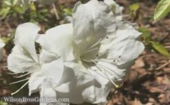 Autumn Moonlight Encore Azalea - 3 Gallon Pot -Stylish Garden Plant Store Encore Azalea Moonlight 5