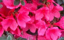 Autumn Ruby Encore Azalea - 6 Pack Of 1 Gallon Pots -Stylish Garden Plant Store Encore Azalea Ruby