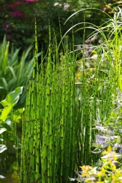 Horsetail Reed Grass - Equisetum Hyemale - 1 Gallon Pot -Stylish Garden Plant Store Equisetum Hymale 11
