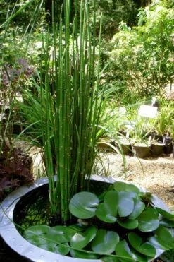 Horsetail Reed Grass - Equisetum Hyemale - 1 Gallon Pot -Stylish Garden Plant Store Equisetum Hymale 14