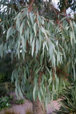 Angus Cold Hardy Eucalyptus Tree (Eucalyptus Nicholii) - 1 Gallon Pot 17 Angus Cold Hardy Eucalyptus Tree (Eucalyptus Nicholii) - 1 Gallon Pot -Stylish Garden Plant Store Eucalyptus Angus 15