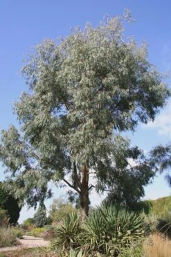 Angus Cold Hardy Eucalyptus Tree (Eucalyptus Nicholii) - 5 Gallon Pot -Stylish Garden Plant Store Eucalyptus Angus 16 1