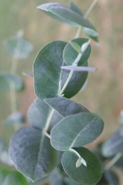 Big O Cold Hardy Eucalyptus Tree (Eucalyptus Neglecta) - 5 Gallon Pot (5-6') -Stylish Garden Plant Store Eucalyptus Big O 3 500x750 1