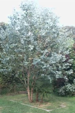 Big O Cold Hardy Eucalyptus Tree (Eucalyptus Neglecta) - 3 Gallon Pot -Stylish Garden Plant Store Eucalyptus Big O 5 500x750 4