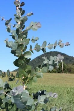 Big O Cold Hardy Eucalyptus Tree (Eucalyptus Neglecta) - 5 Gallon Pot (4-5') -Stylish Garden Plant Store Eucalyptus Big O Cold 2 500x750 2