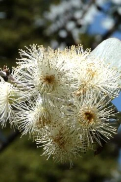 Bluey Cold Hardy Eucalyptus Tree (Eucalyptus Pulverulenta) - 3 Gallon Pot -Stylish Garden Plant Store Eucalyptus Bluey 6