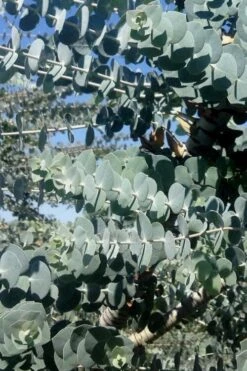 Bluey Cold Hardy Eucalyptus Tree (Eucalyptus Pulverulenta) - 5 Gallon Pot 15 Bluey Cold Hardy Eucalyptus Tree (Eucalyptus Pulverulenta) - 5 Gallon Pot -Stylish Garden Plant Store Eucalyptus Bluey 8 1