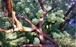 Funky Monkey Cold Hardy Eucalyptus Tree (Eucalyptus Parvula) - 3 Gallon Pot -Stylish Garden Plant Store Eucalyptus Funky Monkey Branches