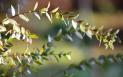 Funky Monkey Cold Hardy Eucalyptus Tree (Eucalyptus Parvula) - 3 Gallon Pot -Stylish Garden Plant Store Eucalyptus Funky Monkey Leaves