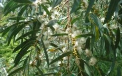 Funky Monkey Cold Hardy Eucalyptus Tree (Eucalyptus Parvula) - 1 Gallon Pot 12 Funky Monkey Cold Hardy Eucalyptus Tree (Eucalyptus Parvula) - 1 Gallon Pot -Stylish Garden Plant Store Eucalyptus Funky Monkey Leaves Mature 1