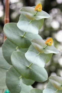 Luna Cold Hardy Eucalyptus Tree (Eucalyptus Perriniana) - 2 Gallon Pot -Stylish Garden Plant Store Eucalyptus Luna 1