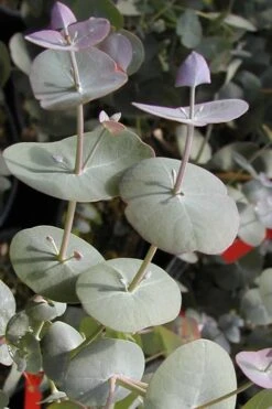 Luna Cold Hardy Eucalyptus Tree (Eucalyptus Perriniana) - 2 Gallon Pot -Stylish Garden Plant Store Eucalyptus Luna 13