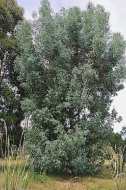 Luna Cold Hardy Eucalyptus Tree (Eucalyptus Perriniana) - 1 Gallon Pot -Stylish Garden Plant Store Eucalyptus Luna 5 1