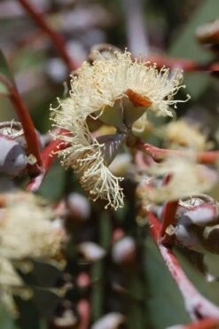 Luna Cold Hardy Eucalyptus Tree (Eucalyptus Perriniana) - 2 Gallon Pot -Stylish Garden Plant Store Eucalyptus Luna 6