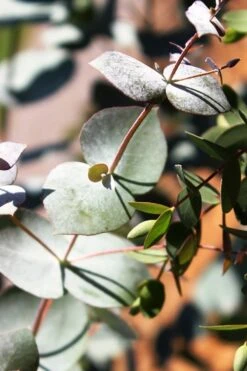 Maggie Cold Hardy Eucalyptus Tree (Eucalyptus Nova Anglica) - Quart Pot 13 Maggie Cold Hardy Eucalyptus Tree (Eucalyptus Nova Anglica) - Quart Pot -Stylish Garden Plant Store Eucalyptus Maggie 10