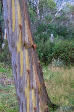 Sheila Cold Hardy Eucalyptus Tree (Eucalyptus Stellulata) - Quart Pot -Stylish Garden Plant Store Eucalyptus Sheila 10