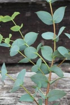 Sheila Cold Hardy Eucalyptus Tree (Eucalyptus Stellulata) - Quart Pot -Stylish Garden Plant Store Eucalyptus Sheila 2