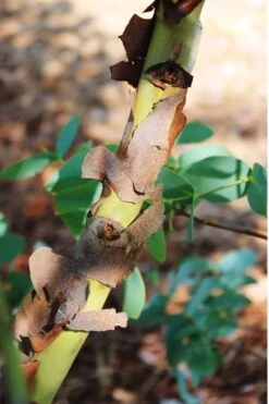 Sheila Cold Hardy Eucalyptus Tree (Eucalyptus Stellulata) - Quart Pot -Stylish Garden Plant Store Eucalyptus Sheila 9