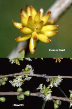 Skinny Minny Hardy Eucalyptus Tree (Eucalyptus Moorei) - 3 Gallon Pot -Stylish Garden Plant Store Eucalyptus Skinny Minny 1