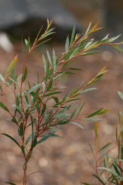 Skinny Minny Hardy Eucalyptus Tree (Eucalyptus Moorei) - 3 Gallon Pot -Stylish Garden Plant Store Eucalyptus Skinny Minny 2