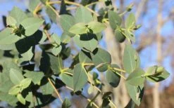 Cab Sav Cold Hardy Eucalyptus Tree (Eucalyptus Rubida) - 2 Gallon Pot 10 Cab Sav Cold Hardy Eucalyptus Tree (Eucalyptus Rubida) - 2 Gallon Pot -Stylish Garden Plant Store Eucalyptus Tree Cab Sav Rubida