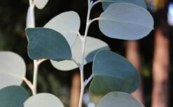 Mappa Tassie Cold Hardy Eucalyptus Tree (Eucalyptus Pauciflora) - 3 Gallon Pot -Stylish Garden Plant Store Eucalyptus Tree Mappa Tassie Pauciflora Snow Gum
