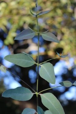 Grace Cold Hardy Eucalyptus Tree (Eucalyptus Elliptica) - 1 Gallon Pot 11 Grace Cold Hardy Eucalyptus Tree (Eucalyptus Elliptica) - 1 Gallon Pot -Stylish Garden Plant Store Eucalytptus Grace BS