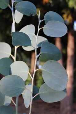 Mappa Tassie Cold Hardy Eucalyptus Tree (Eucalyptus Pauciflora) - 3 Gallon Pot -Stylish Garden Plant Store Eucalytptus Mappa Tassie BS