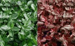 Purple Wintercreeper - Euonymus Fortunei Coloratus - 18 Count Flat Of Pint Pots -Stylish Garden Plant Store Euonymus Coloratus Purple Winter Creeper 50 1