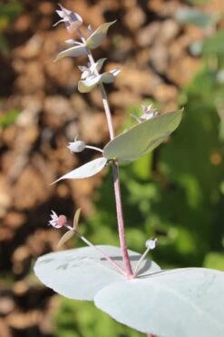 Maggie Cold Hardy Eucalyptus Tree (Eucalyptus Nova Anglica) - Quart Pot 11 Maggie Cold Hardy Eucalyptus Tree (Eucalyptus Nova Anglica) - Quart Pot -Stylish Garden Plant Store Eusalyptus Maggie 1 500x750 1