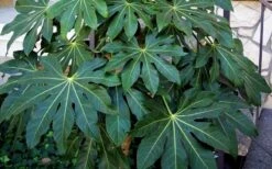 Fatsia Japonica - Japanese Aralia - Glossy Paper Plant - 1 Gallon Pot -Stylish Garden Plant Store Fatsia Japanese Aralia 1