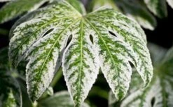 Spider's Web Fatsia - Japanese Aralia Paper Plant - 1 Gallon Pot -Stylish Garden Plant Store Fatsia Spider Web close Up 3