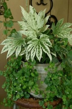 Spider's Web Fatsia - Japanese Aralia Paper Plant - 1 Gallon Pot -Stylish Garden Plant Store Fatsia Spiders Web 21 3