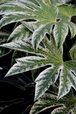 Spider's Web Fatsia - Japanese Aralia Paper Plant - 5 Gallon Pot -Stylish Garden Plant Store Fatsia Spiders Web 24 2