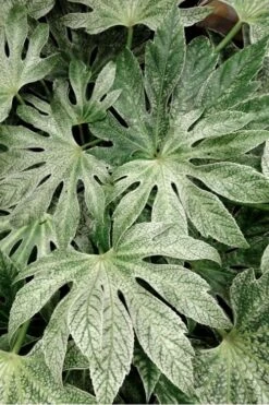 Spider's Web Fatsia - Japanese Aralia Paper Plant - 5 Gallon Pot -Stylish Garden Plant Store Fatsia Spiders Web 33 2